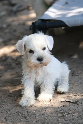 Les chiots de Schnauzer miniature