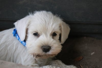 Les chiots de Schnauzer miniature