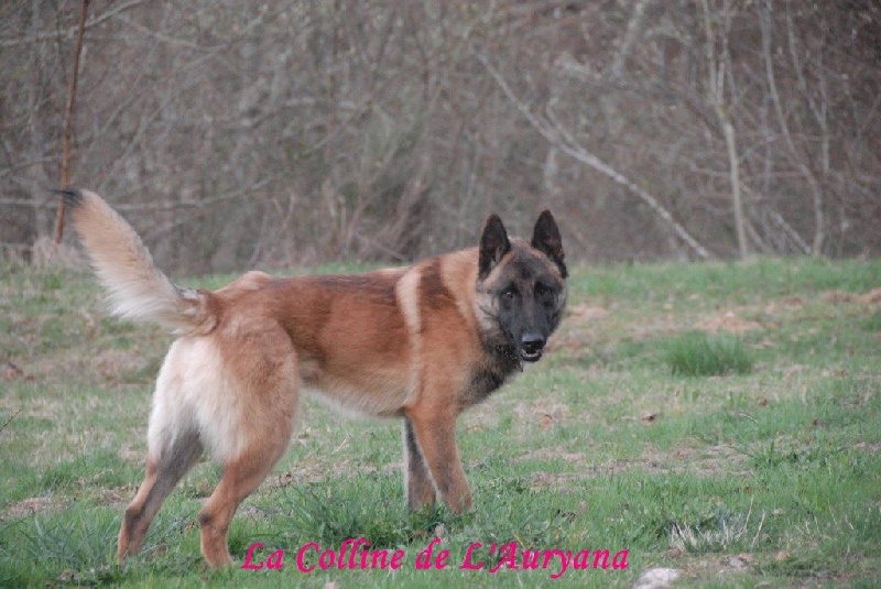 Jak'obb weel-oh De La Colline De L'Auryana