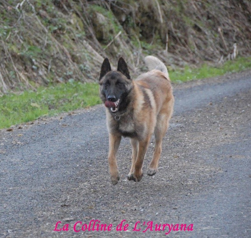 Jak'obb weel-oh De La Colline De L'Auryana