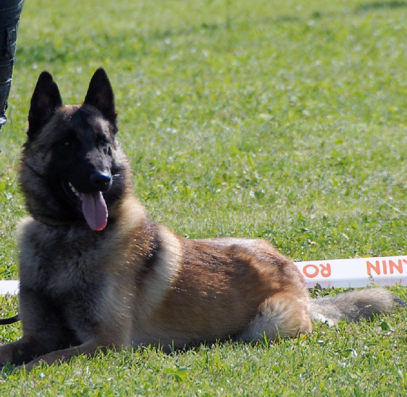 Jak'obb weel-oh De La Colline De L'Auryana