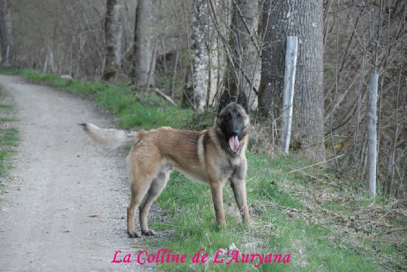 Jak'obb weel-oh De La Colline De L'Auryana