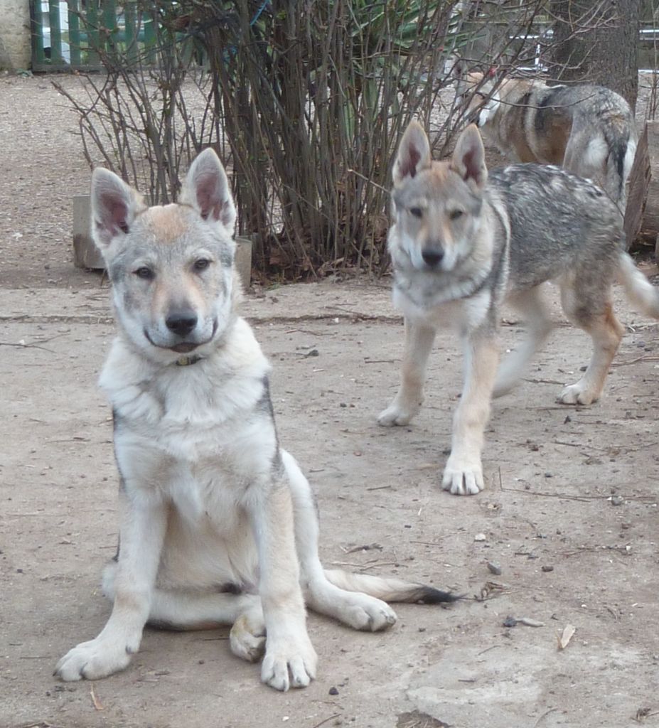 Chiot Chien Loup Tchecoslovaque Mâle Disponible En