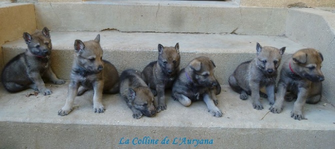 Accueil Elevage De La Colline De L Auryana Eleveur De Chiens Chien Loup Tchecoslovaque Accueil Elevage De La Colline De L Auryana Eleveur De Chiens Chien Loup Tchecoslovaque