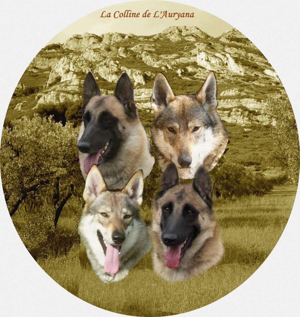 Elevage De La Colline De L Auryana