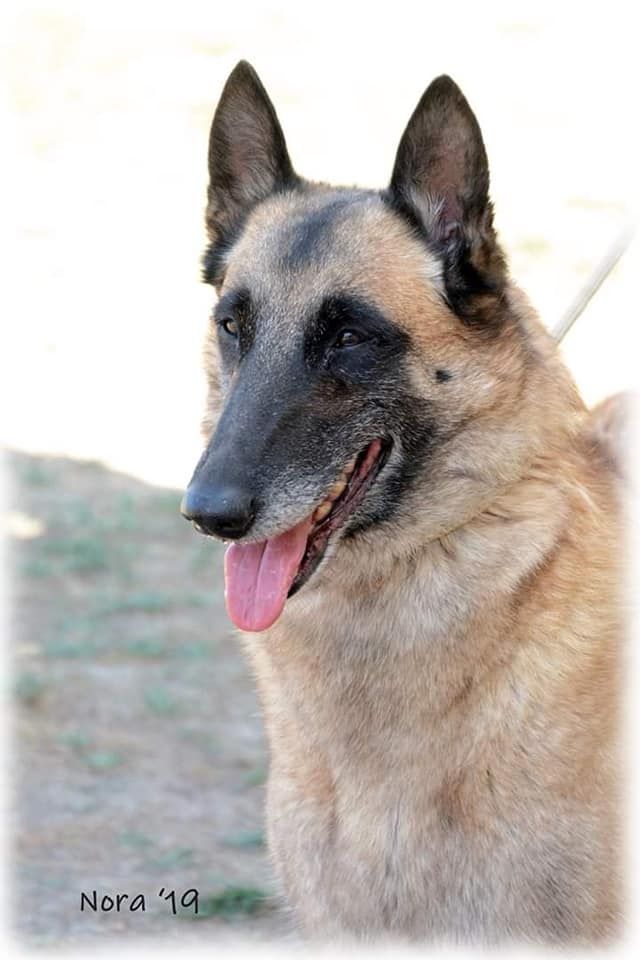 Ginger du Domaine de Vauroux - Excellent