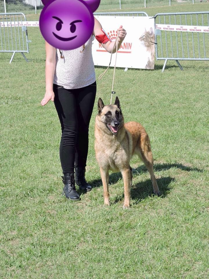 Ginger du Domaine de Vauroux - 2e excellent RCR