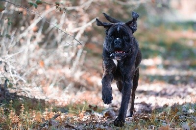 Étalon Boxer - Phoebus De La Colline Aux Crocs D'or