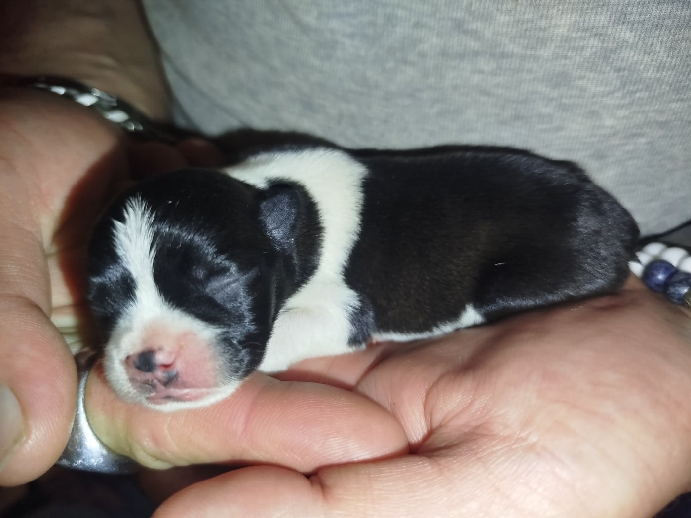 Boston Terrier - De La Colline Aux Crocs D'or
