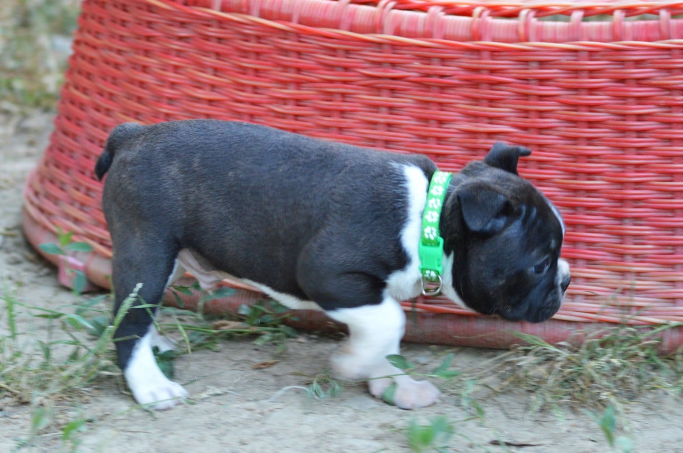B collier vert