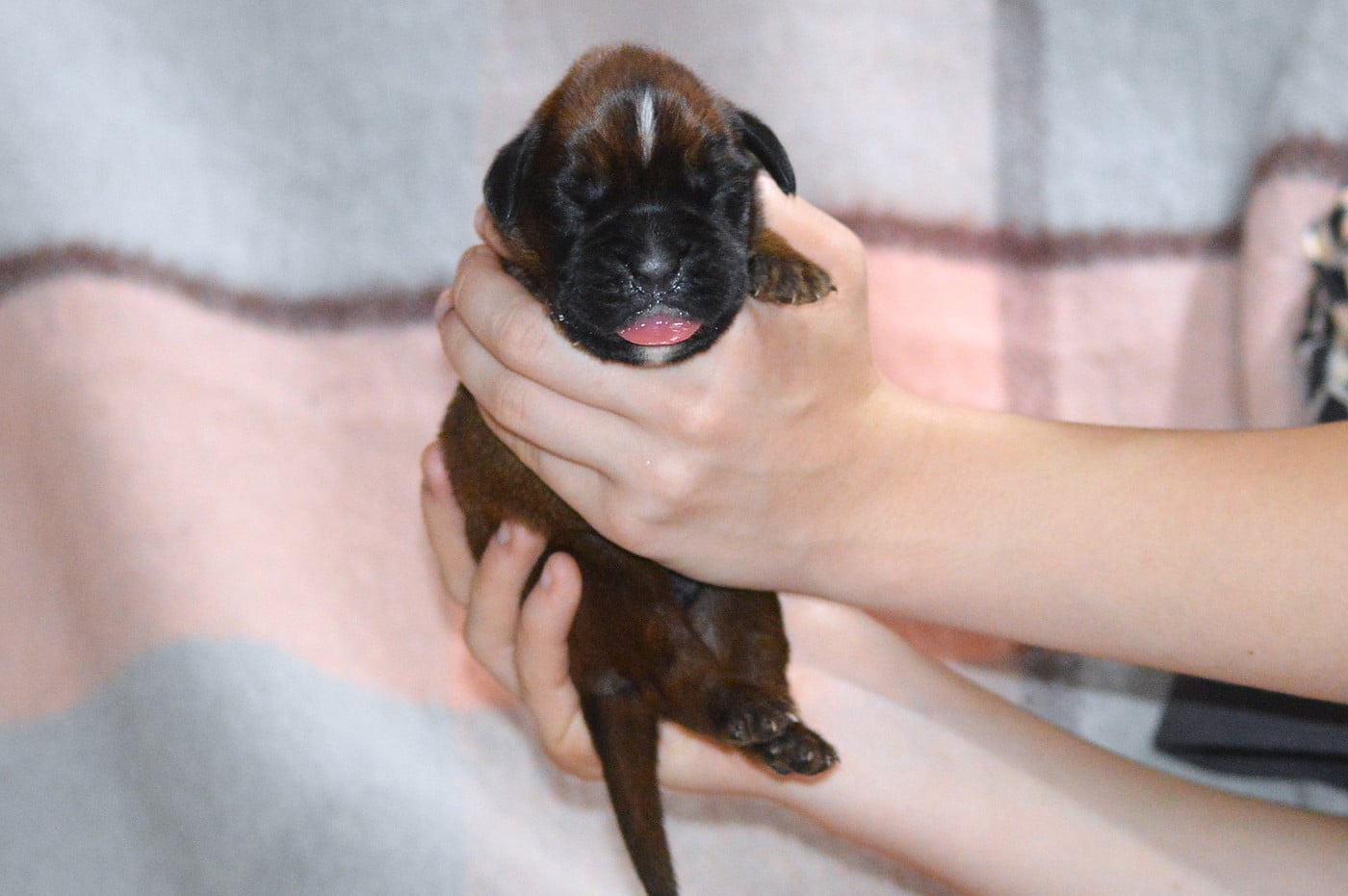 MALE FAUVE UNICOLORE - Boxer