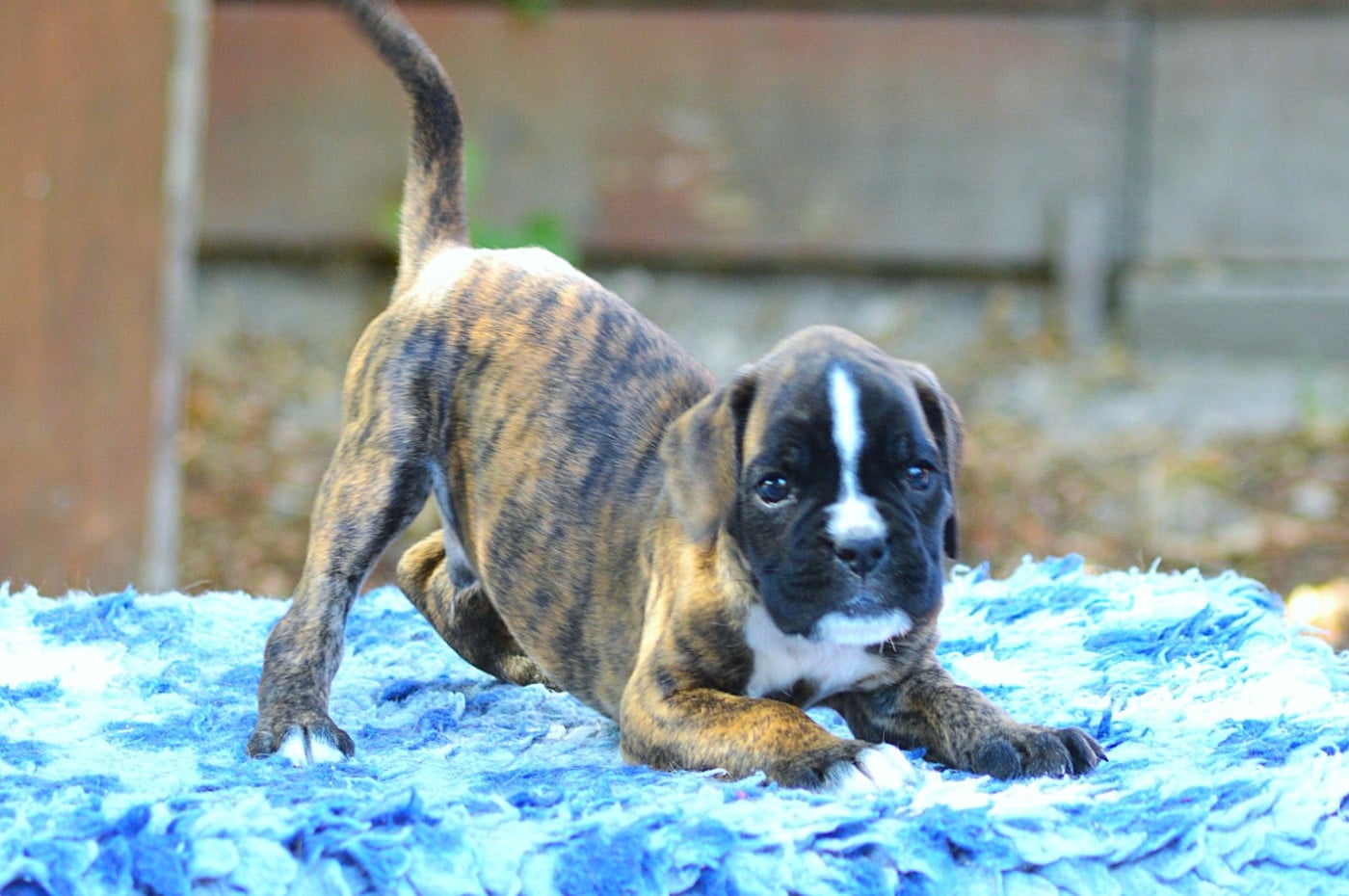 Boxer - De La Colline Aux Crocs D'or
