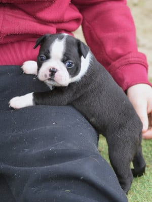 Les chiots de Boston Terrier
