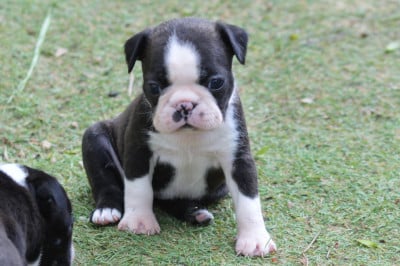 Les chiots de Boston Terrier