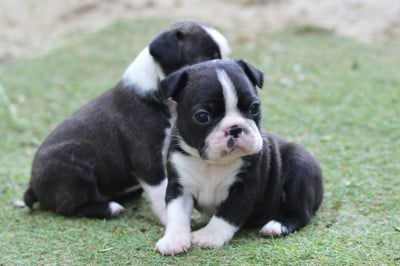 Les chiots de Boston Terrier