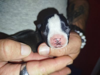 Les chiots de Boston Terrier