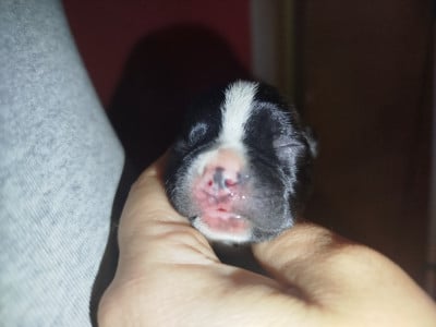 Les chiots de Boston Terrier