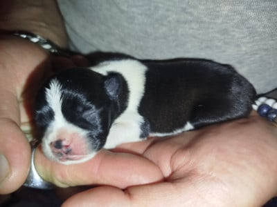 Les chiots de Boston Terrier