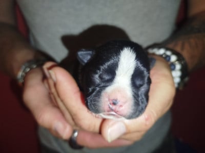 Les chiots de Boston Terrier