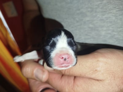 Les chiots de Boston Terrier