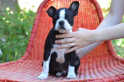 Les chiots de Boston Terrier