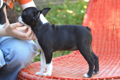 Les chiots de Boston Terrier