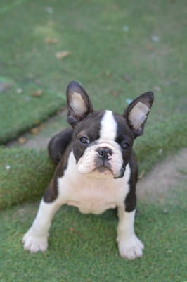 Les chiots de Boston Terrier