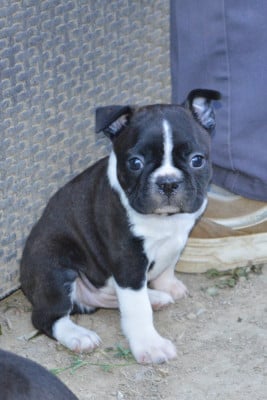 Les chiots de Boston Terrier