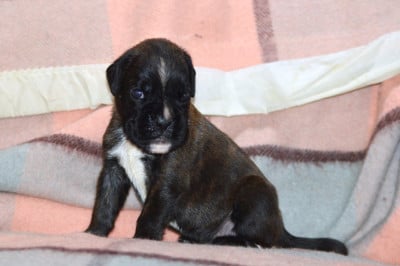 Les chiots de Boxer