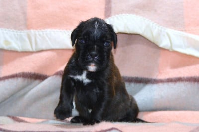 Les chiots de Boxer