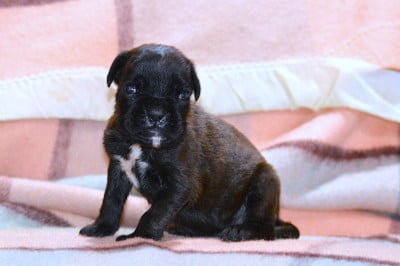 Les chiots de Boxer