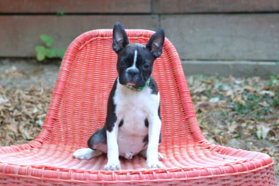 Les chiots de Boston Terrier