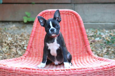 Les chiots de Boston Terrier
