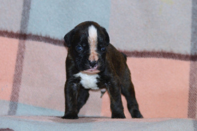 Les chiots de Boxer