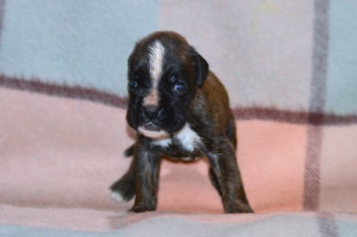 Les chiots de Boxer
