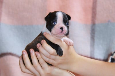 Les chiots de Boston Terrier