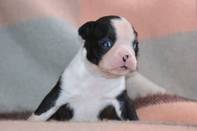 Les chiots de Boston Terrier