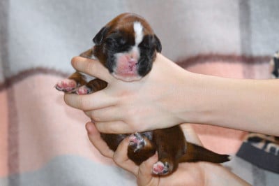 MALE FAUVE PAN. BL. - Boxer