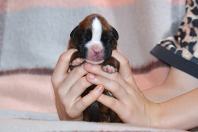 MALE FAUVE PAN. BL. COLLIER - Boxer