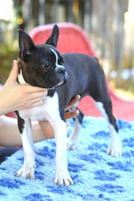 Boston Terrier