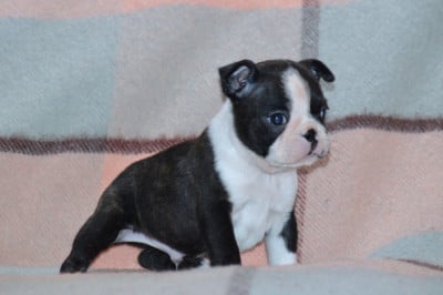 Les chiots de Boston Terrier