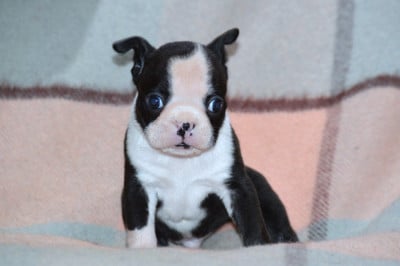 Les chiots de Boston Terrier