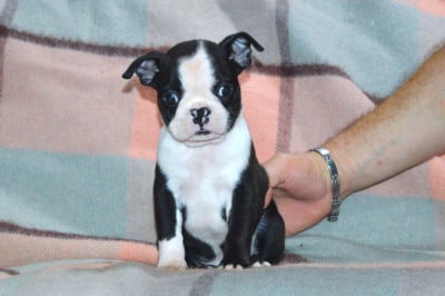 Les chiots de Boston Terrier