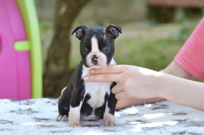 Les chiots de Boston Terrier