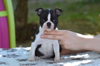 Les chiots de Boston Terrier
