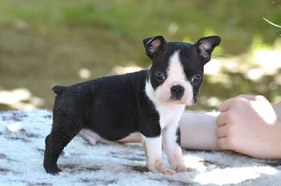 Les chiots de Boston Terrier