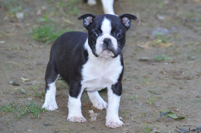 Les chiots de Boston Terrier