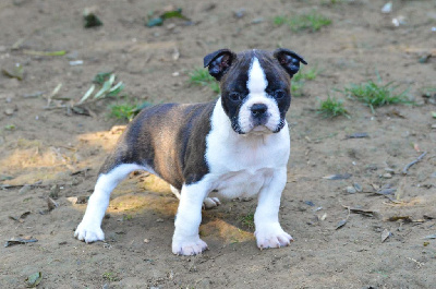 Les chiots de Boston Terrier