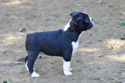 Les chiots de Boston Terrier