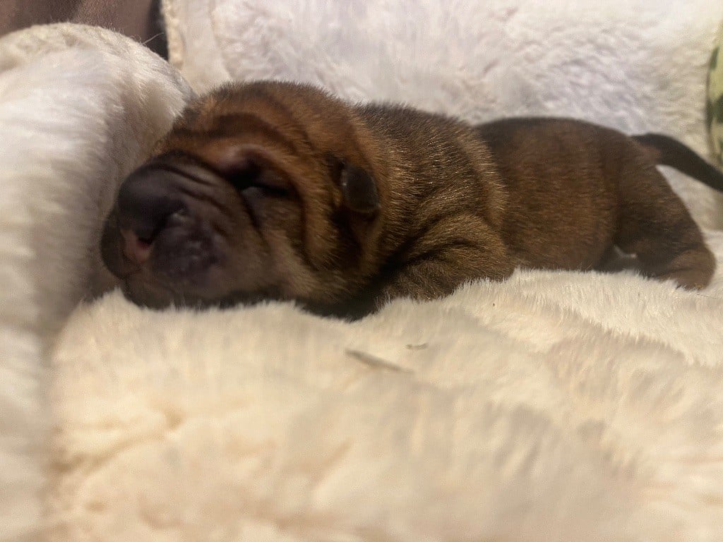 bobby brown dit"millie" - Shar Pei